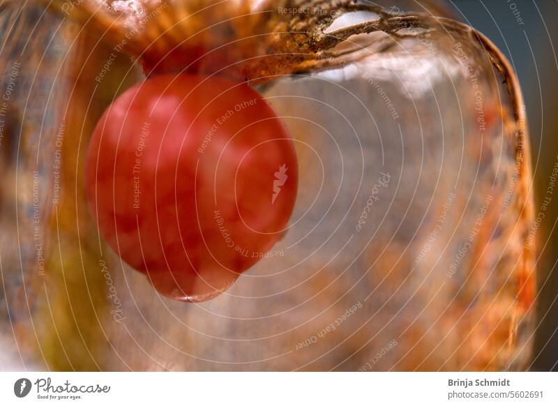 Macro shot of a faded lampion flower (physalis) with focus on the red berry inside Frost folio ornate alkekengi season white celebration nature detailed empty