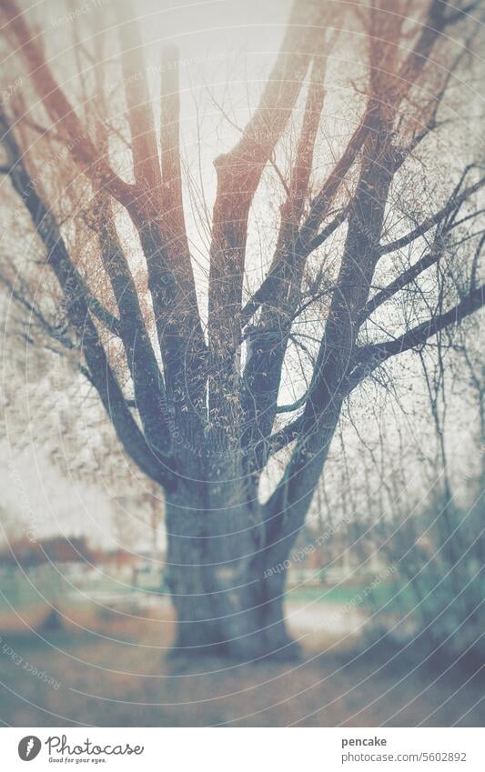 buttery soft | atmosphere Tree Soft hazy Landscape Light Sun Fog Autumn bokeh blurriness defocused Glow