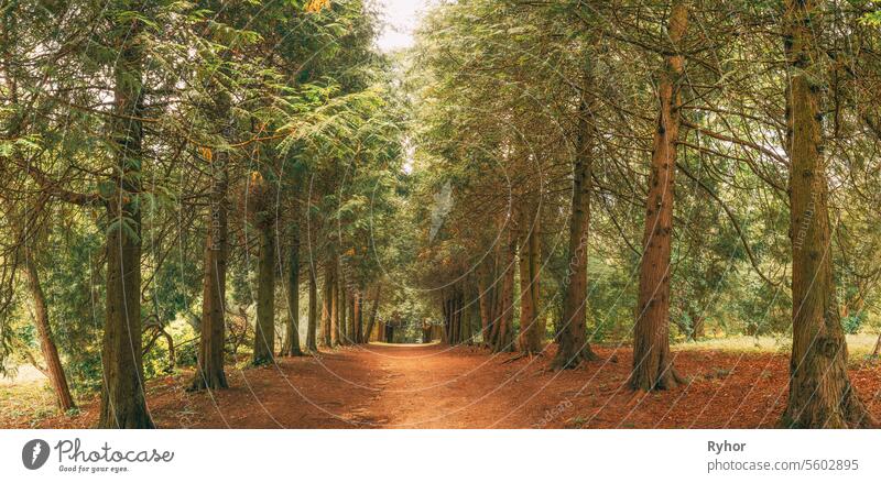 Walkway Lane Path Through Green Thuja Trees In Coniferous Forest. Beautiful Alley, Road In Park. Pathway, Natural Tunnel, Way Through Summer Forest. Panorama