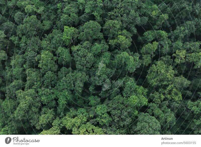 Aerial top view of green trees in forest. Drone view of dense green tree captures CO2. Green tree nature background for carbon neutrality and net zero emissions concept. Sustainable green environment.