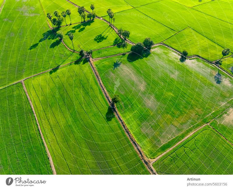 Aerial view of green rice field with trees in Thailand. Above view of agricultural field. Rice plants. Natural pattern of green rice farm. Beauty in nature. Sustainable agriculture. Carbon neutrality.