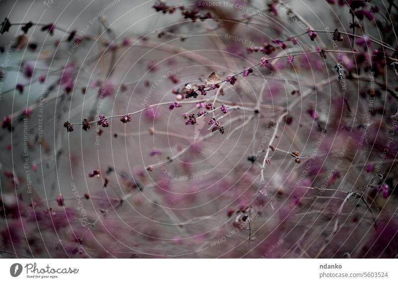 Branches of a rounded snowberry ymphoricarpos orbiculatus Moench with dried purple fruits on an autumn day botany garden plant season branch bush pink growth