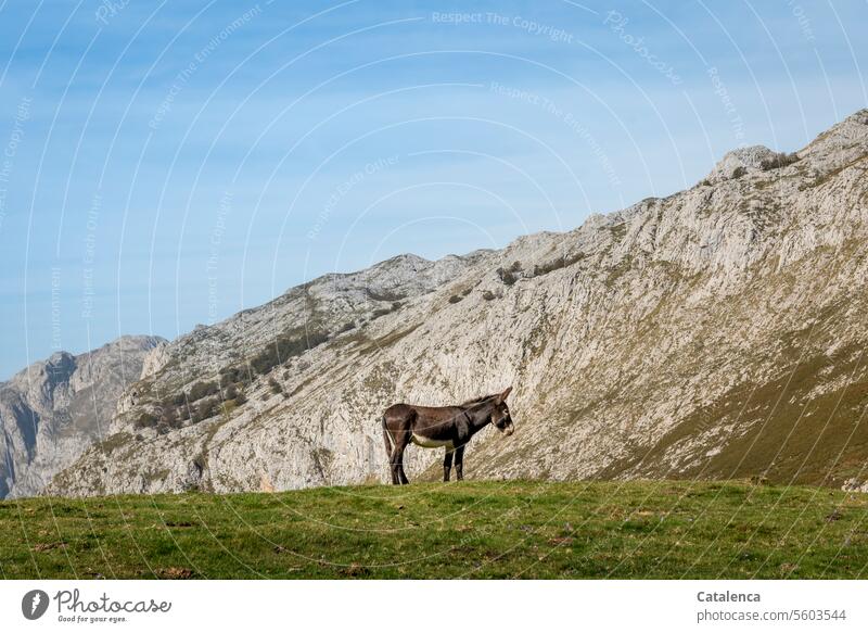 A donkey on the mountain pasture Sunlight Alpine pasture Farm animal Tourism Vacation & Travel Mountain Landscape Peak mountains Sky Rock Environment Nature