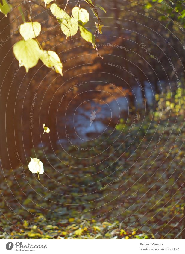 Last glow Autumn Tree Autumn leaves Brook Leaf Back-light Sun Sunlight To fall Illuminate Morning River bank Yellow Blue Green Brown Snapshot Downward Blur