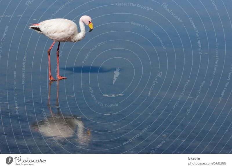 Flamingo with ice cream Nature Animal Wild animal Bird Water Cold Blue Pink Ice Reflection Wait Surface Unreachable Late Colour photo Exterior shot