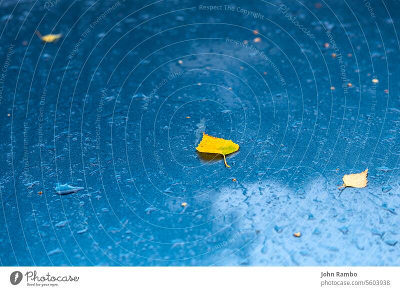 wet aquamarine blue metallic car surface at autumn rainy morning with yellow birch leaves - selective focus with blur cyan leaf vivid fall close-up season