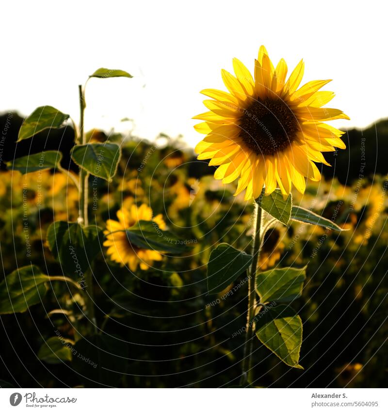 Sunflower in the sunset Sunflower field Sunlight Evening sun evening light flowers Nature Summer Plant Agriculture Blossom Blossoming Field Yellow