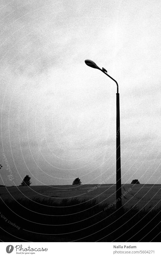 A black bird uses a GDR street lamp as a lookout Analog Analogue photo B/W black-and-white Black & white photo Lantern Architecture Tree group Grove of trees