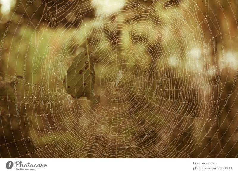 trapped... Environment Nature Drops of water Plant Tree Leaf Garden Meadow Natural Wild Soft Spider's web Cobwebby Colour photo Subdued colour Exterior shot