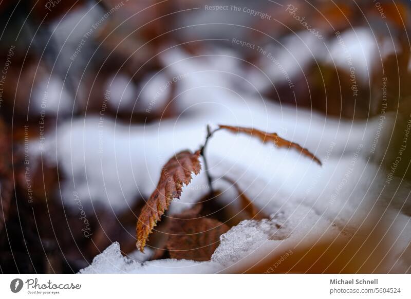 Fall-to-winter transition Snow autumn leaf Leaf Autumn Autumnal Autumn leaves Brown Shallow depth of field Change Intersection Winter chill Transience