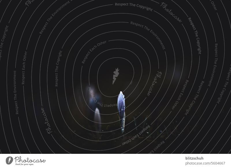Crocus with water droplets crocus Blossom Plant Violet Nature naturally Close-up Blossoming Spring Flower Spring fever Meadow mountains Grisons Switzerland Alps
