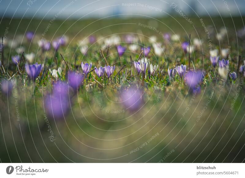 Crocuses on a mountain meadow in spring crocus Blossom Plant Violet Nature naturally Close-up Blossoming Spring Flower Spring fever Meadow mountains Grisons