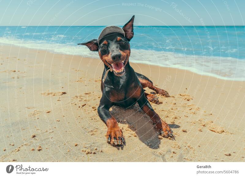 miniature pinscher puppy on the beach by the blue lagoon animal beach fun canine cheerful coast cute day doberman dog friend funny funny puppy happy happy puppy