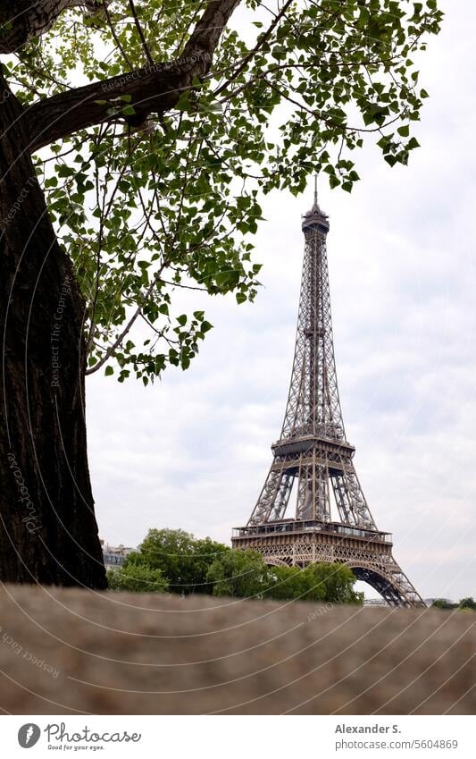 View of the Eiffel Tower over a wall, framed by a tree eiffel tower Paris France Tour Eiffel Monument Landmark Tourism cityscape French Europe travel view