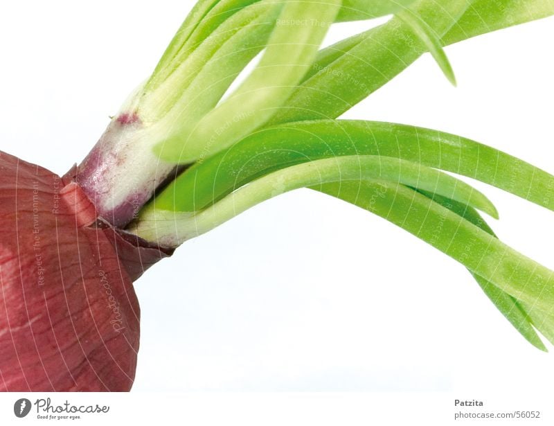 Red Onion Food Vegetable Bright background