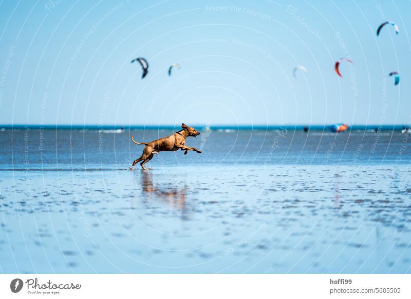 A dog runs through the Wadden Sea at low tide North Sea Dog Beach Purebred Animal portrait Walk along the tideland Mud flats Joy 1 Running Movement