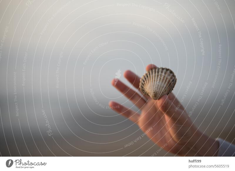 one hand holds up a cockle shell with two fingers Cockle Hand Fingers demonstrating Mussel Shell Mussel shell Beach shell collect Sand seashells coast