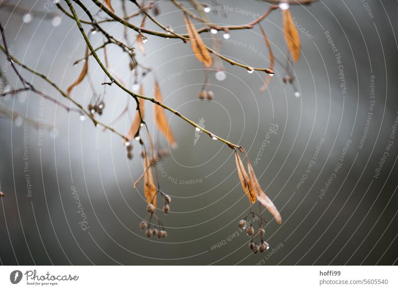 Raindrops hang on the bare branches of an autumnal tree Silence in the forest raindrops quiet moment rainy rainy weather Drops of water Naked tree