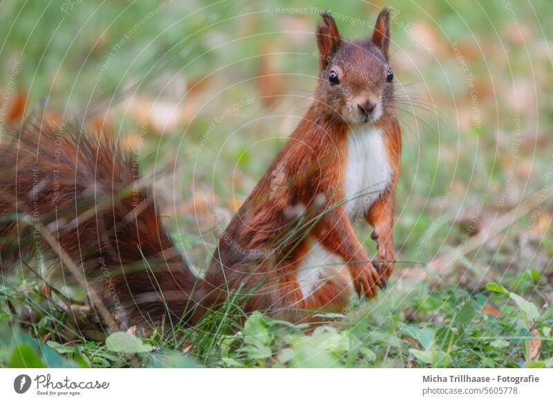 Curious squirrel in the meadow Squirrel sciurus vulgaris Wild animal Animal face Pelt Muzzle Rodent Paw Claw Tails Ear Eyes Head Near Close-up Detail