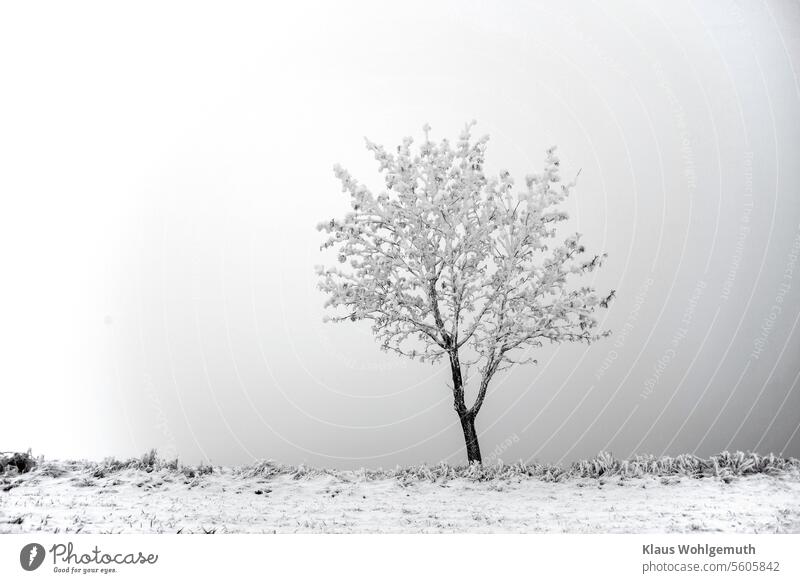 Winter's reign begins. A maple tree covered in hoarfrost defies the cold at the side of the road and fog makes the background invisible. Roadside Maple tree