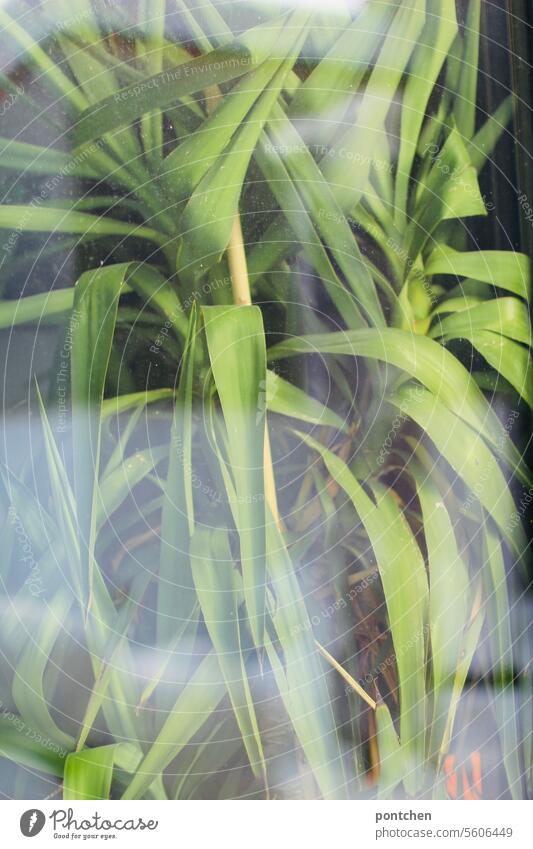 monstera behind window. Monstera Plant Foliage plant Houseplant Window reflection Pot plant Decoration