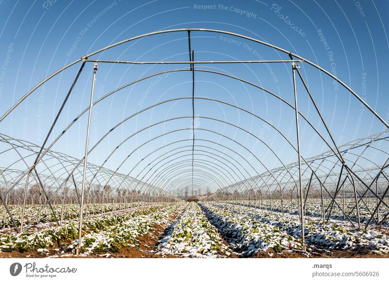 acre Perspective Sky Vanishing point Tracks Frozen Central perspective Market garden Organic produce Organic farming Framework Arch Horizon Beautiful weather