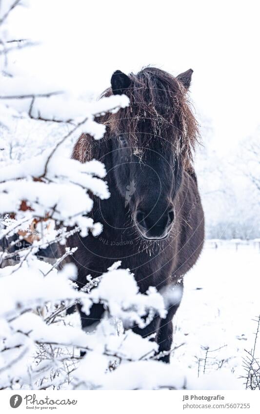 a horse in the snowy meadow Iceland Pony Icelandic horse island horses Icelander Horse Snow shrubby Colour photo Animal Exterior shot Animal portrait Nature