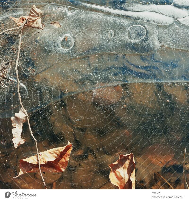 Fine frost foliage Puddle Water Frozen Detail Winter Ice Frost Cold Exterior shot Nature Deserted Close-up Environment Structures and shapes Leaves Shriveled