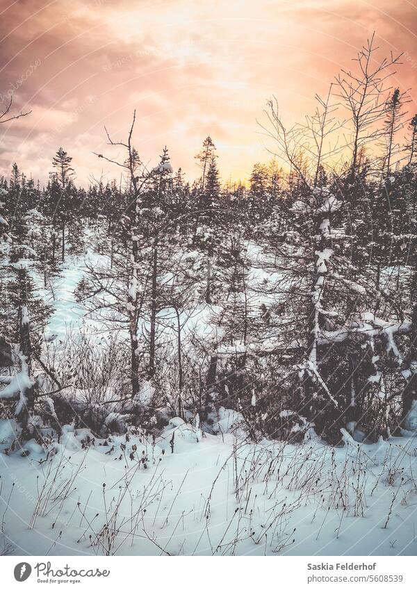 Winter forest at sunset Trees snow winter sky colorful background colourful sky Snowfall Snowscape snowy Winter mood chill Winter's day Environment Landscape