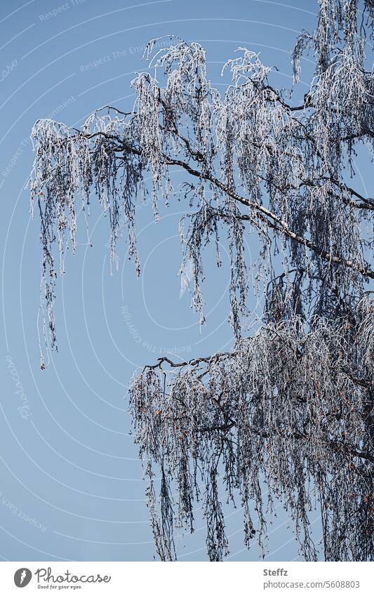 branches of a tall birch covered with hoarfrost Hoar frost Birch tree Frost Hoarfrost covered twigs chill December Winter magic December frost Frozen