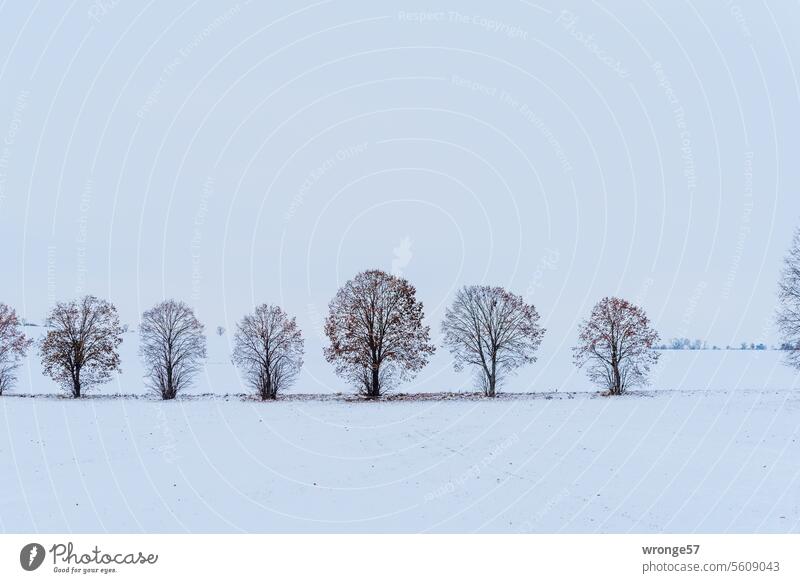 A row of bare trees in a snowy winter landscape Winter Snowscape Winter mood Winter's day Cold White Landscape chill Snow layer fields off the beaten track