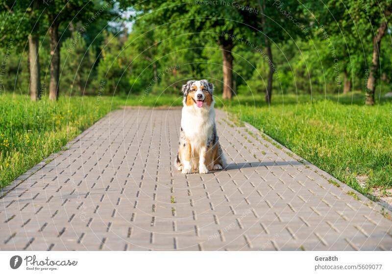 purebred australian shepherd dog for a walk in the park animal background breed canine cheerful color cute day domestic eyes flowers fresh friend fun funny fur