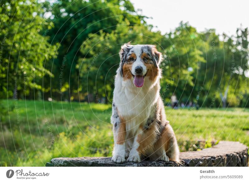 purebred australian shepherd dog for a walk in the park animal background breed canine cheerful color cute day domestic eyes flowers fresh friend fun funny fur