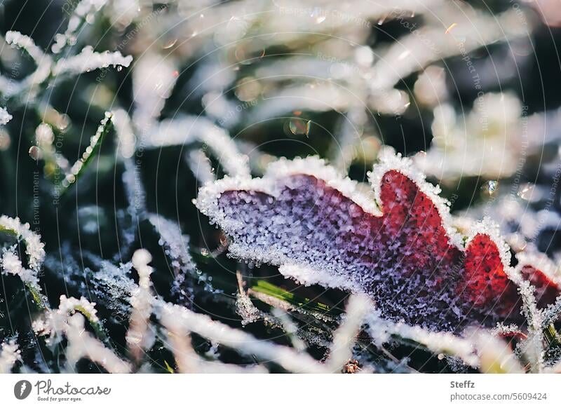 ground frost frosty Hoar frost Frost chill frostbitten Frozen iced winter Woodground winter cold frozen leaf Winter mood frozen ground icy cold freezing cold