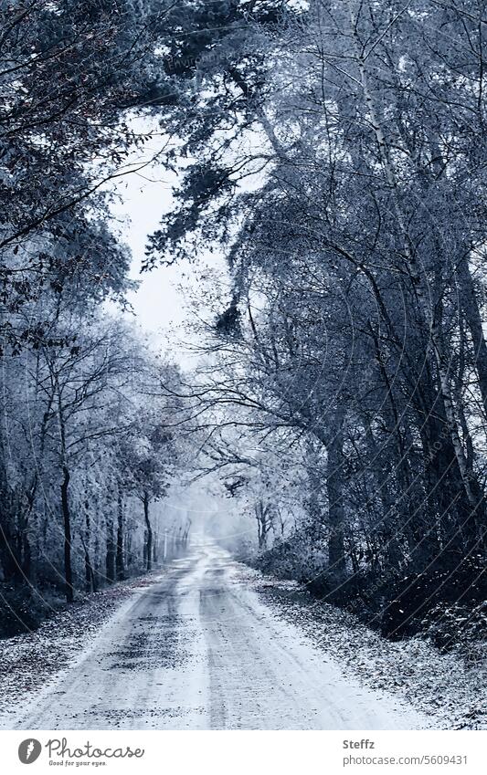 Winter path in the fog off forest path Fog Shroud of fog Cloud forest Wall of fog foggy foggy path Misty forest December winter fog bare trees Winter's day