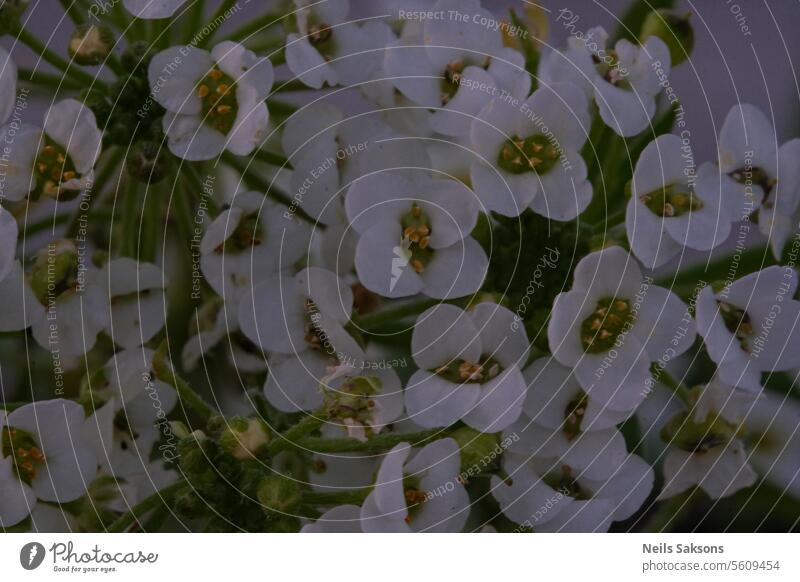 lovely tiny white flowers alison alyssum aroma background beautiful beauty bloom blooming blossom blossoming botanical botany close-up closeup cultivar delicate