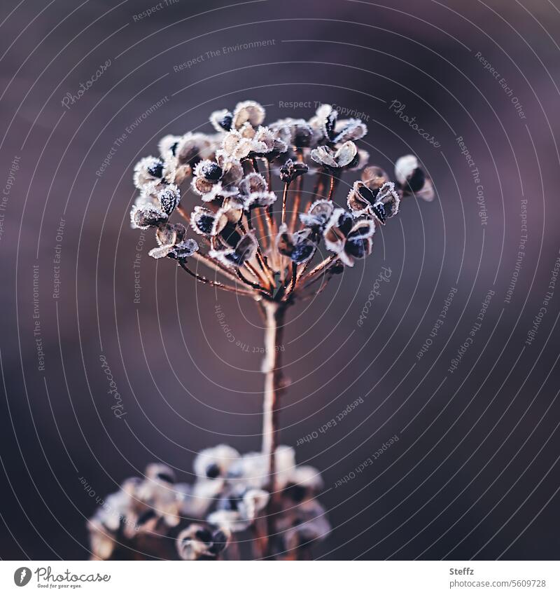 Hoarfrost covered dried up garden plant Hoar frost Frost Hoarfrost crystals Hoarfrost coating frostbitten chill plant seeds Cold Freeze Limp dried up blossom