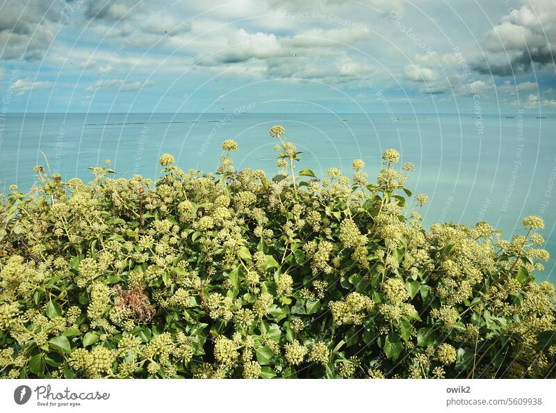 Norman Coast Normandie France English Channel Ocean Panorama (View) Water Surface of water farsightedness wide windless Mysterious out Long shot Plant flora