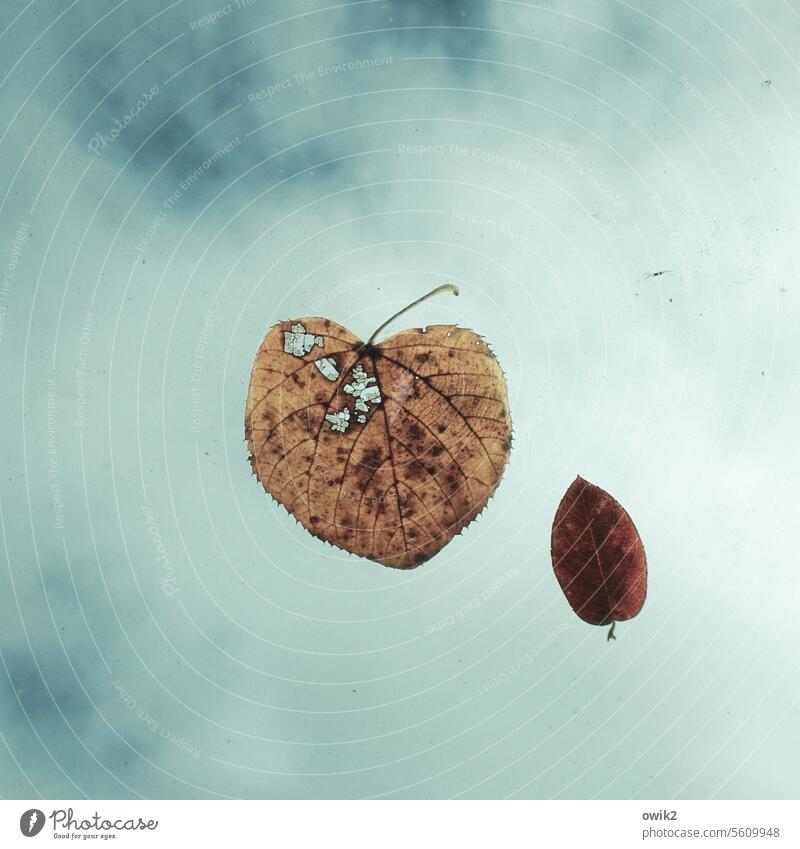 Paste-on Autumn leaves Leaves Transience Decomposition Destruction naturally Change Couple two adhere stick Car roof Glass roof Pane Firm Close-up Interior shot