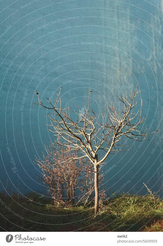 Bare wall tree Tree youthful Small Branches and twigs Sparse leafless Winter Wall (barrier) Wall (building) block of flats house wall Blue Contrast