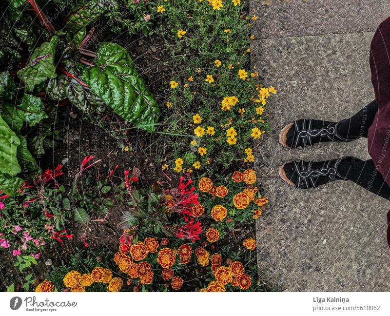 View from top of woman standing next to flowers on park Nature blurriness Blossom daylight Plant Flower Blossoming Spring blossom Summer natural light blossoms