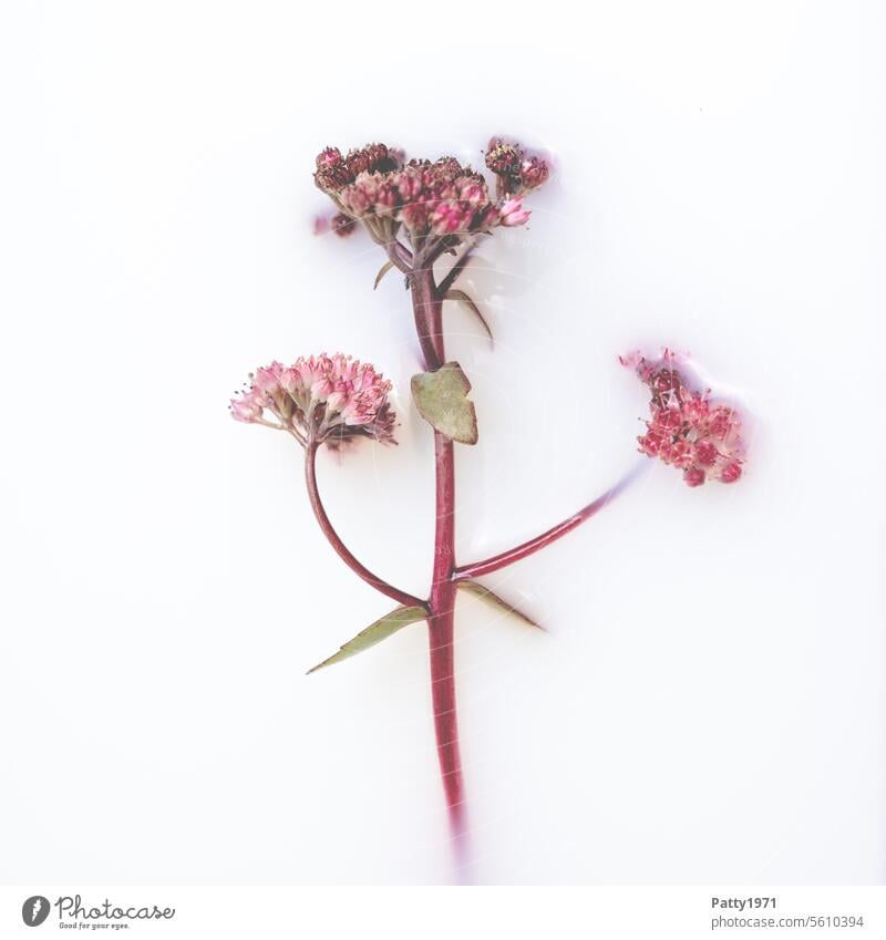 Pink plant floating in a milk bath. Wellness and cosmetics concept Flower Cosmetics Spa Personal hygiene Skin care Plant Nature Lifestyle Healthy pretty Blossom