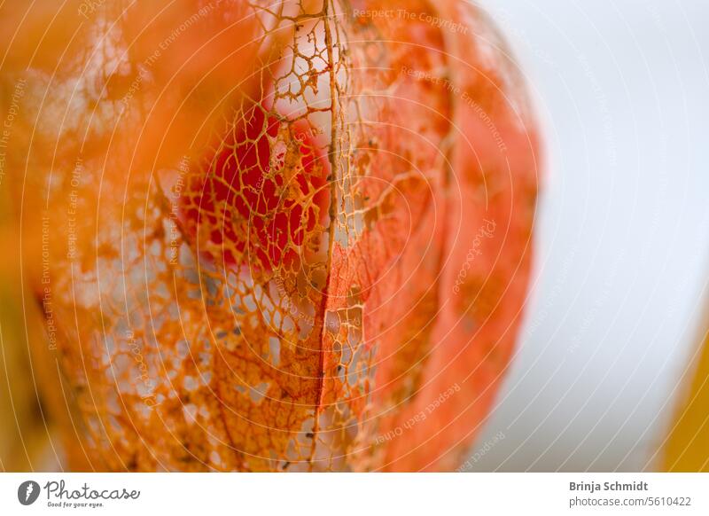 Delicate macro shot of a half-withered, orange lampion flower with a network of leaf veins Frost folio ornate alkekengi season white celebration nature detailed