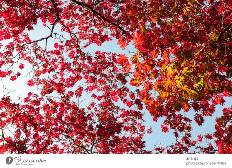 leaf canopy Twigs and branches Colouring Transience Moody Warmth leaves Seasons Environment Growth Sunlight Contrast Esthetic Plant Autumnal Autumnal colours