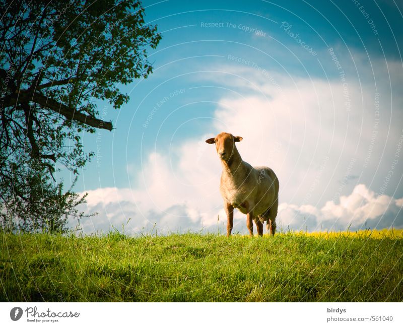 loner Agriculture Forestry Nature Landscape Sky Clouds Spring Tree Meadow Farm animal Sheep 1 Animal Looking Stand Esthetic Friendliness Positive Blue Yellow