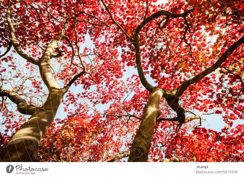 Branches and twigs Twigs and branches Colouring Transience Moody Environment Seasons leaves Warmth Growth Sunlight Contrast Esthetic Plant Autumnal