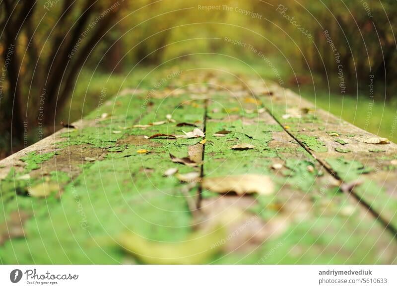 Autumn bright backdrop with arch of trees and old wooden table of boards with cracked green paint and yellow fallen leaves on it. Shabby grunge wood panels. Fall season concept in park.