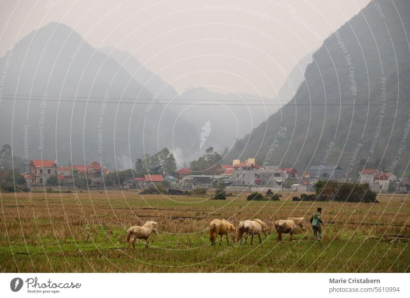 Beautiful foggy winter scene of Bac Son Valley in Lang Son Province in the Northeast region of Vietnam bac son lang son province cinematic destination rural