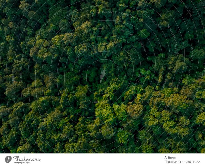 Aerial top view of green trees in forest. Drone view of dense green tree captures CO2. Green tree nature background for carbon neutrality and net zero emissions concept. Sustainable green environment.