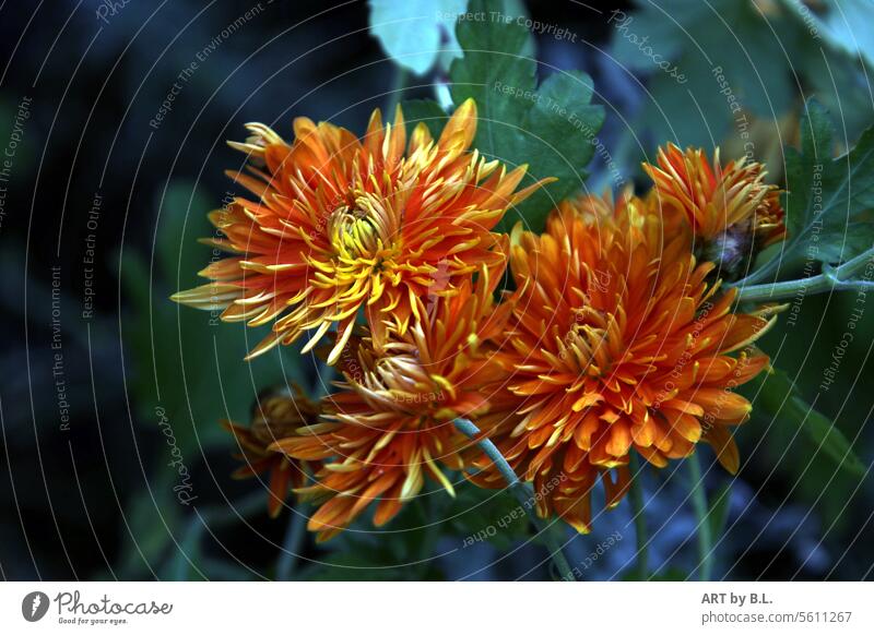 Family petals Chrysanthemum Emotions Warmth Energy Color psychology Good mood Moody Joy flower petals leaves Leaf Orange Edible flower edible Garden Nature